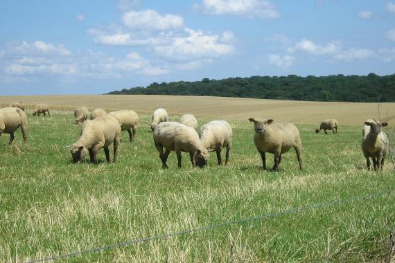 moutons pâture