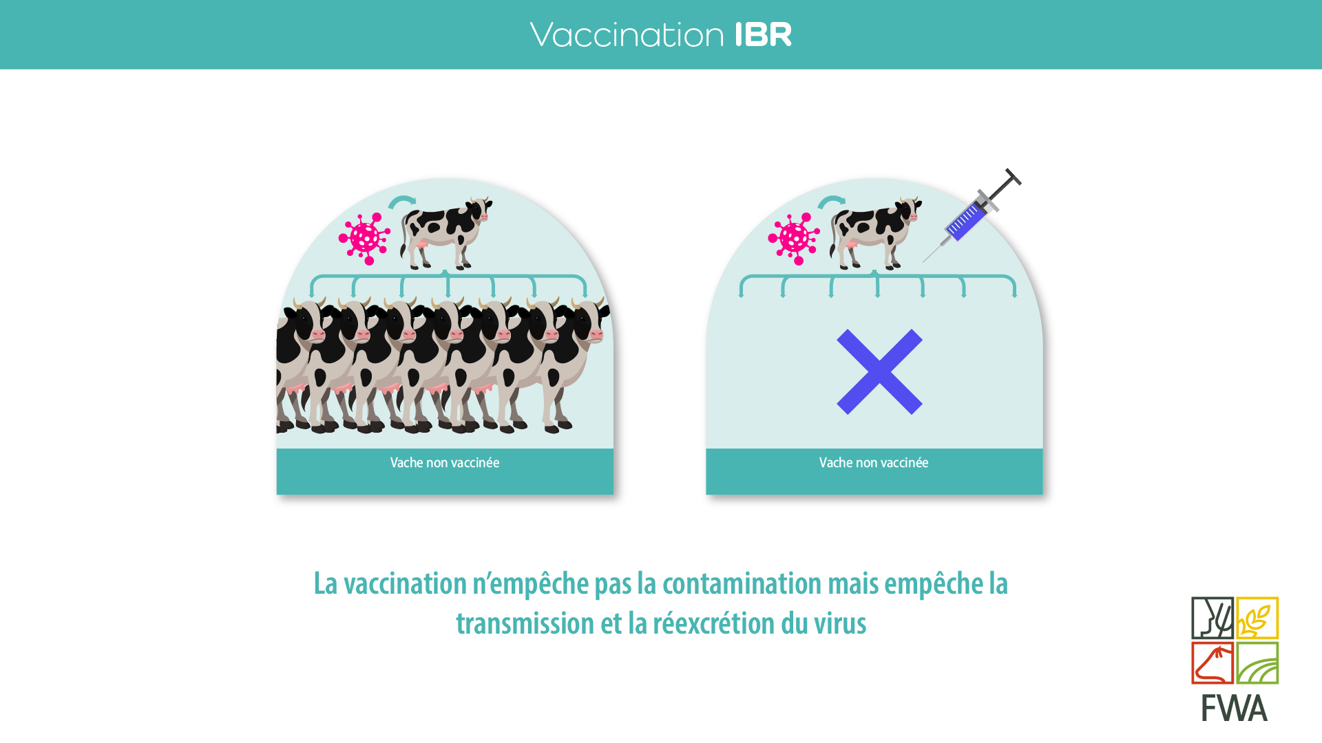 Vaccination IBR